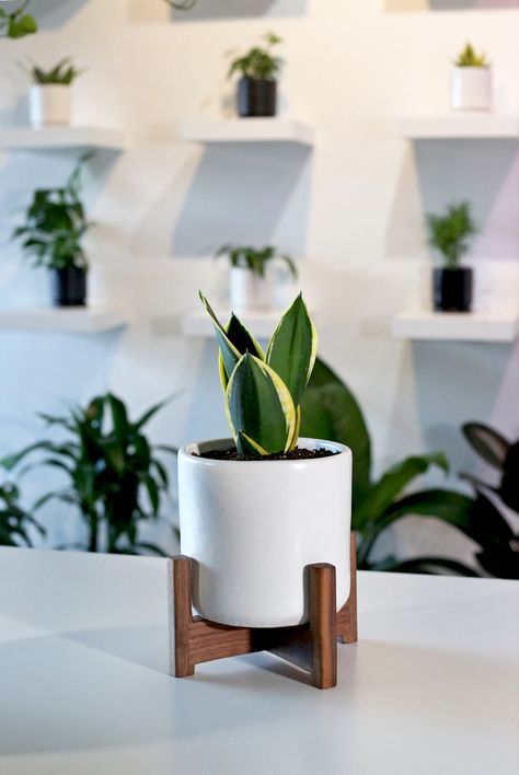 The perfect work desk combo! ♡♡♡ Sansevieria + Shorty Desk Planter w/ walnut stand 🌿Tap to shop!  #thepottedearthco #officedecor #deskplant #houseplantlove #plantsplantsplants #pottedbynature #plantparenthood #plantparentclub #workspaceinspo #officedesk Office Desk Plants Ideas, Plant Desk Aesthetic, Desk Plants Aesthetic, Office Desk Plants, Best Desk Plants, Wood Oil Finish, Office Plants Desk, Standing Planter, Mid Century Modern Plants