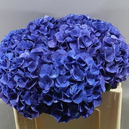 Dark Blue Hydrangea Bouquet, Dark Blue Flower Arrangements, Wedding Cake Dark Blue, Blue Hydrangea Bridal Bouquet, Dark Blue Wedding Theme, Dark Blue Hydrangea, Blue Hydrangea Bouquet, Hydrangea Bridal Bouquet, Nice Scenery