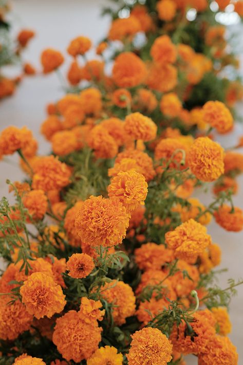 FORELAND — A I L I S H Ceremony Installation, Orange Marigold, Marigold Orange, Summer Orange, Boda Mexicana, Floral Design Studio, Nyc Wedding, Floral Display, Put Together