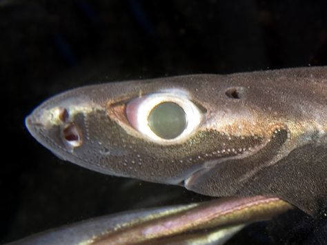 Velvet-belly Lantern Shark - Etmopterus spinax Sharkuterie Board, Lantern Shark, Sea Mammal, Deep Sea Creatures, Marine Fish, Underwater Creatures, Unusual Animals, Deep Ocean, Aquatic Animals