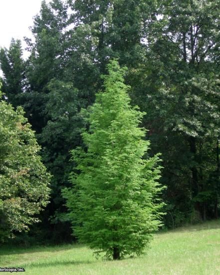 Metasequoia Glyptostroboides, Dawn Redwood, Fast Growing Shade Trees, Emerald Green Arborvitae, Evergreen Landscape, Leyland Cypress, Fast Growing Evergreens, Growing Trees, Hgtv Garden