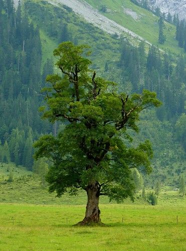 Maple tree located on the Big Maple Plain (1216m) which is located in the middle of the Alpine Park Karwendel on the Eng Alp in Tyrol, Austria | pseudoplatanus (Sycamore or Sycamore Maple) is a species of maple native to central Europe and southwestern Asia, from France east to Poland, and south in mountains to northern Spain, northern Turkey, and the Caucasus. Nature Photography Trees, Seni Arab, Tyrol Austria, Sycamore Tree, Tree Study, Northern Spain, Old Trees, Unique Trees, Tree Photography