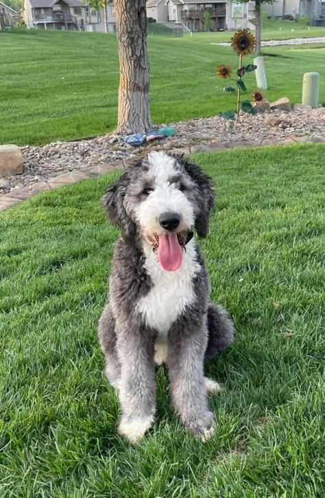 Mini Sheepadoodle Full Grown, Sheepadoodle Haircut Styles, Merle Sheepadoodle, Sheepadoodle Grooming Styles, Sheepadoodle Haircuts, Dogs Doodles, Mini Sheepadoodle, White Toy Poodle, Sheepadoodle Puppy