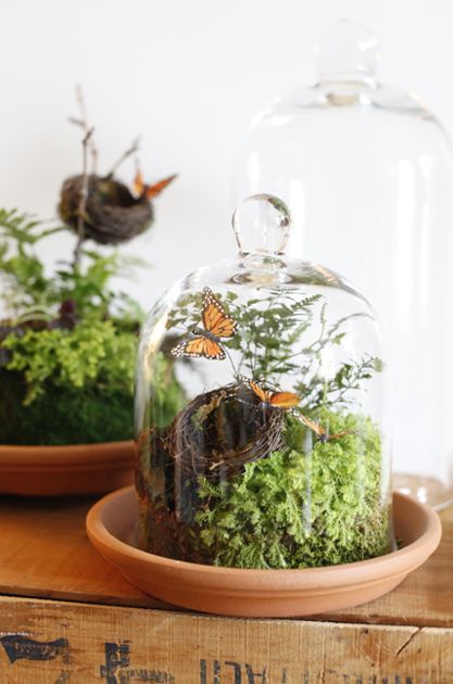 Butterfly Terrarium, Terrarium Accessories, Spring Baskets, Cloche Ideas, Cloche Decor, Bell Jars, Terrarium Ideas, Mini Gardens, Miniature Gardens