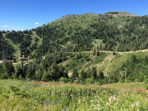 Bogus Basin Loop Trail, Boise National Forest, Boise, Idaho, United States of America | AllTrails.com Hiking Fall, Cross Country Skier, Deer Creek, Boise Idaho, Mountain Biker, Trail Maps, Forest Fire, American West, Art References