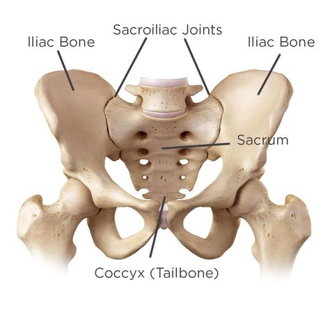 Anatomy of hips and how being pregnant causes SI joint pain Joints Anatomy, Joints Pain Remedy, Middle Back Pain, Back Pain Remedies, Joints Pain Relief, Back Pain Exercises, Hip Pain, Back Pain Relief, Back Pain