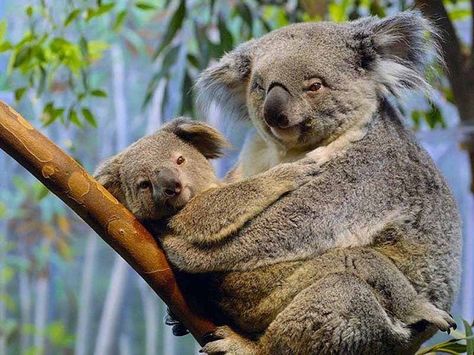 https://flic.kr/p/8HAMKW | koalas-picture | koalas-picture Koala Meme, Koala Puns, Funny Koala, The Wombats, Bear Pictures, Animal Facts, Funny Animal Pictures, Koala Bear, A Quote