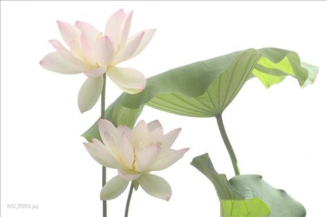 two Lotus Flowers and the leaf - white Lotus Flower on white Cocoppa Wallpaper, Nothing But Flowers, Flower Therapy, Macbook Wallpaper, Laptop Wallpaper, 가을 패션, Phone Themes, Flowers Nature, Water Lilies