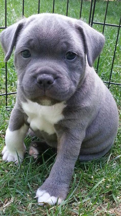 Blue and white staffie puppy Staffie Puppies, Pit Bull Puppies, About Dogs, Best Dog Breeds, Pitbull Puppies, Staffordshire Bull Terrier, Pitbull Terrier, Beautiful Dogs, 귀여운 동물