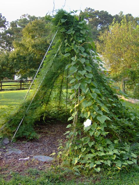 Garden Teepee, Prayer Garden, Garden Vines, Moon Garden, Garden Decorations, Olive Garden, Garden Landscape, Garden Trellis, Veggie Garden