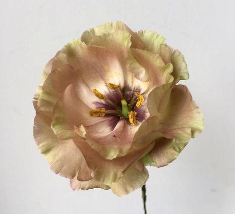 FLOWER Lisianthus Light Brown Lisianthus, Roseanne Brown Lisianthus, Lisianthus Bohemian Mocha, Antique Peach Lisianthus, Rosanne Brown Lisianthus, Brown Lisianthus, Long Stem Flowers, Flower Guide, Brown Flower