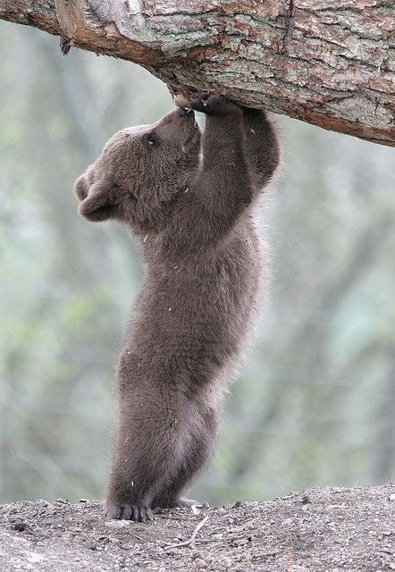 Baby Bear Cub Exploring! So adorable!                                                                                                                                                                                 More Nosara, Bear Pictures, Bear Cubs, Sweet Animals, Baby Bear, Animal Planet, Animal Photo, Nature Animals, Brown Bear