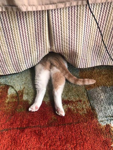 Cat Is Really Bad At Hiding - The Dodo Sneaky Cat, Cat Hiding, Summer Story, Cat Pose, Funny Cute Cats, Silly Cats, All About Cats, Cat Pin, Cat Love