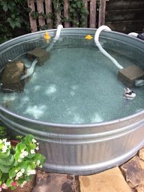 Poly Stock Tank, Tank Pool Ideas, Stock Tank Pool Ideas, Galvanized Stock Tank, Stock Tank Pools, Stock Tank Swimming Pool, Stock Pools, Tank Pools, Stock Photography Ideas