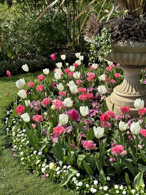 pink and white tulips blooming in spring Garden Tulips Ideas, Flower Shrubs In Front Of House, Tulip Flower Garden, Garden With Tulips, Tulip In Garden, Tulips In The Garden, Planting Flowers In Garden, Flower Garden In Backyard, Flower Combinations For Garden