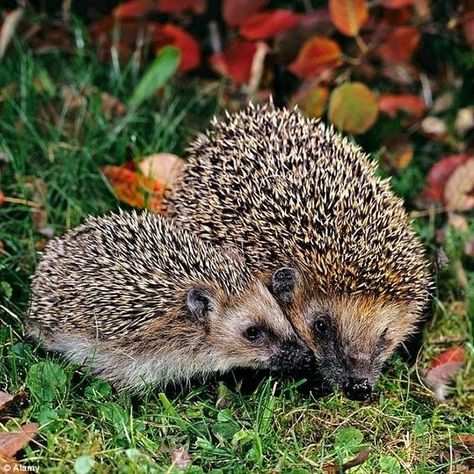 Woodland Wall Art, Animal Print Wallpaper, Wood Animal, British Wildlife, A Fairy Tale, Foto Art, Animal Sketches, Hedgehogs, Woodland Creatures