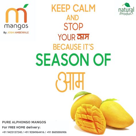 Keep Calm and stop you kaam because its a season "AAM".🥭😋☺️ Delicious Alphonso Mangoes at your doorstep. Call us at: 9423137240/9284964416/8605006906 for home delivery.  12 Mangoes = Rs 900/ 15 Mangoes = Rs 900/  *Naturally Ripped *Authentic & Delicious *From Mango Orchard to your home *Reasonable Rates *Exclusive Quality . #alphansomangoes #kingoffruits #hapus #naturalmangoes #mangoshake #alphansomangoshake #mangoinpune #mangoloverpune #mangomania #punemangolover #mango #mangos #mangoseason Mango Captions, Mango Advertisement, Mango Quotes, Mango Orchard, Mango Color, Baby Boy Newborn Photography, Season Quotes, Seasons Posters, Space Drawings