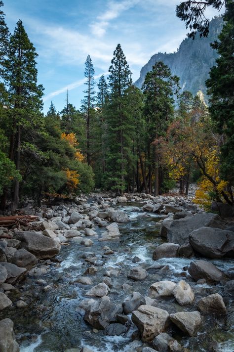 California, USA Nature California, North California Aesthetic, California Forest, Oregon Nature Aesthetic, Pnw Scenery, Washington State Forest, Washington State Forest Aesthetic, Southern California Mountains, Dark Forest Aesthetic