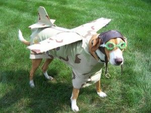 new halloween costume idea for my older sisters boyfriends dog, awesome :) Dressed Up Dogs, Dog Costumes Funny, Flying Dog, Pet Halloween Costumes, Love My Dog, Dog Halloween Costumes, Funny Dog Pictures, Dog Biting, Halloween Animals