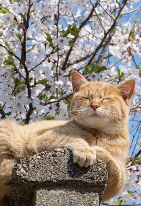 Orange And White Cat, Orange Cat, White Cat, Trees, Orange, Flowers, White, Instagram