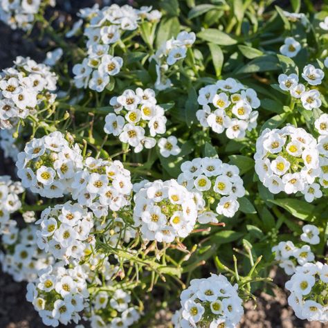 Sweet Alyssum Alyssum Flowers, Sweet Alyssum, Perennial Vegetables, Fragrant Garden, Thriving Garden, White Plants, Seasonal Garden, Organic Seeds, Herb Seeds