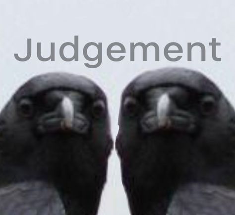 Raven Funny, Crows Funny, Crow Pfp, Crow Core, Funny Crow, Raven Aesthetic, Crows Drawing, Black Birds, Crows Ravens