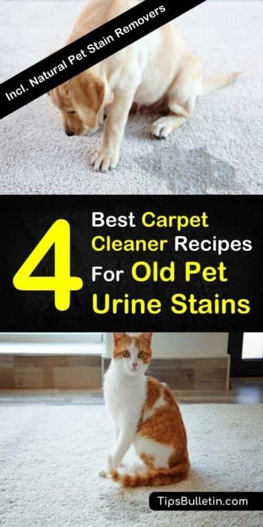 4 Best Carpet Cleaner Recipes for Old Pet Urine Stains Carpet Cleaner Solution Pet Urine, Cleaning Dog Urine From Carpet, How To Clean Dog Urine From Carpet, Carpet Cleaner For Dog Urine, Best Carpet Cleaner For Pet Urine, Carpet Cleaner Homemade For Machine Pets Dog Urine, How To Neutralize Dog Urine In Carpet, Diy Pet Urine Carpet Cleaner, How To Get Cat Urine Smell Out Of Carpet