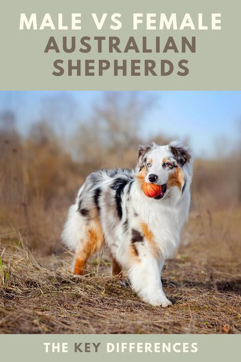 Mini Aussie Shepherd, Diy Pet Ideas, Mini Aussie Puppy, Origami Dog, Puppy Ideas, Male Vs Female, Active Dogs, Animal Reiki, American Shepherd