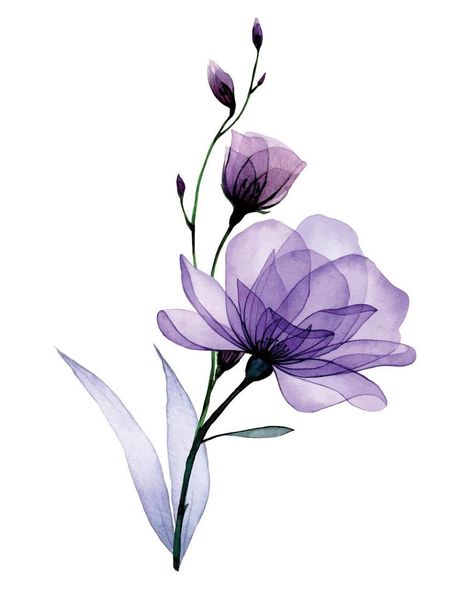 composition with transparent flowers. purple roses, wild rose flowers and leaves. delicate x-ray pattern Purple Flower Drawing, Purple Flowers Clipart, Purple Flower Watercolor, Transparent Flowers, Flowers Purple, Flower Sketches, Floral Drawing, Purple Watercolor, Butterfly Watercolor