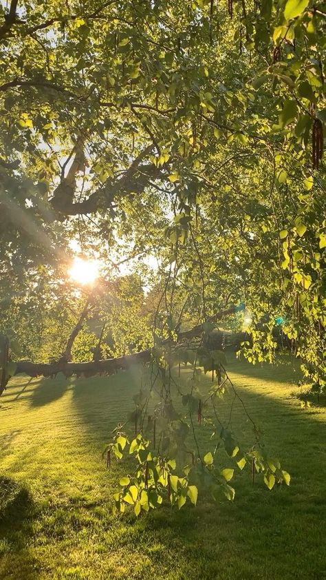 Plant aesthetic. Backyard. Green. Sunset. Sun through trees. Sunset Garden Aesthetic, Luxury Nature Aesthetic, Sun Rays Through Trees, Nature Aesthetic Trees, Sun Through Trees Aesthetic, Sunlight Through Trees Aesthetic, Summer Trees Aesthetic, Sun Pictures Aesthetic, Aesthetic Tree Pictures