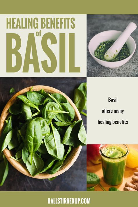 Basil Herb Benefits, Medicinal Uses For Basil, Benefits Of Basil Tea, Benefits Of Basil Leaves, Basil Oil Benefits, Basil Medicinal Uses, Basil Tincture Benefits, Basil Tea Benefits, Uses For Basil