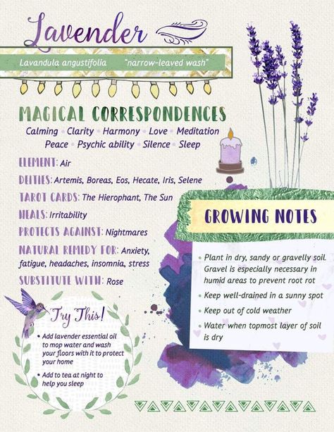 How do you use lavender in your rituals? Lavender is a Mercury/Air Herb that is most used in love, protection and sleep rituals. Here is a infographic on the magical correspondences of lavender and different ways to use it. Vision Boarding, Magickal Herbs, Witch Herbs, Magia Das Ervas, Green Witchcraft, Grimoire Book, Witch Garden, Magic Herbs, Under Your Spell