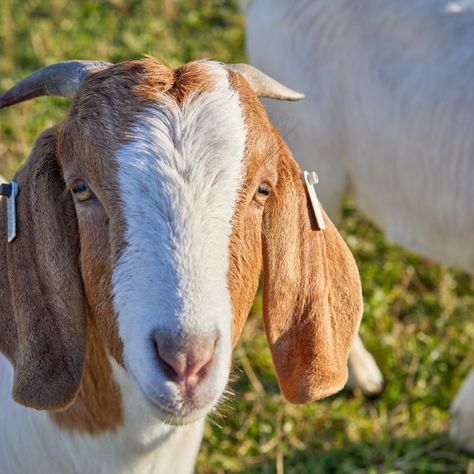 Anglo Nubian male goat with horns by Gary Le Feuvre Goat With Horns, Indian Goat, Male Goat, Anglo Nubian Goats, Nubian Goats, Nubian Goat, Green Farm, Goat Farming, Print Advertising