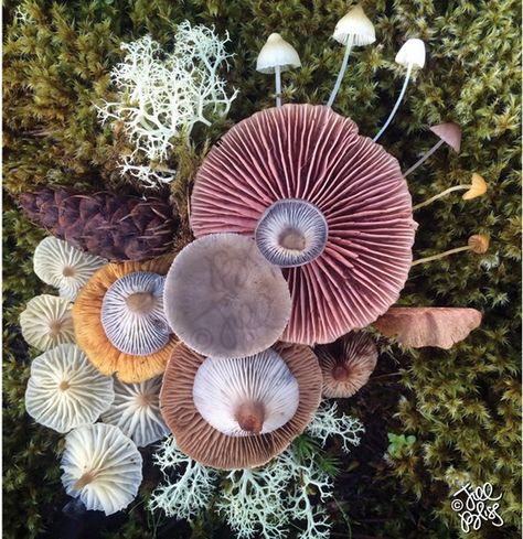 The Magical Beauty Of Mushrooms Captured By Jill Bliss In 10+ Colorful Photos Different Types Of Mushrooms, Types Of Mushrooms, Mushroom Fungi, Arte Inspo, Mushroom Art, Patterns In Nature, Nature Beauty, Natural World, Mother Nature