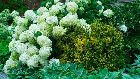 12 Perfect Plants for East Facing Borders | Grow Beautifully East Facing Garden, Annabelle Hydrangea, Landscape Borders, Video Garden, Front Landscaping, Border Plants, Best Plants, Herbaceous Perennials, Garden Borders