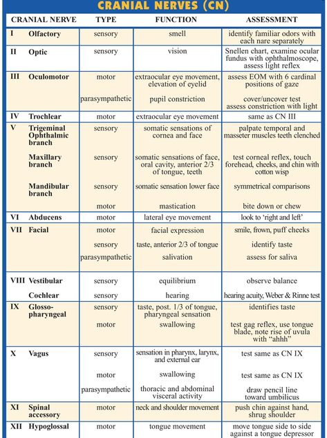 Nurse Ara on X: "Cranial Nerves, Types, Functions, and Assessment https://t.co/zeVDbRtuoe" / X Cranial Nerve Mnemonics, Mnemonics For Cranial Nerves, Cranial Nerves Assessment, Siadh Nursing Mnemonic, Cranial Nerves Function, Cranial Nerves Mnemonic, Nursing Assessment, Cranial Nerves, Nursing School Essential