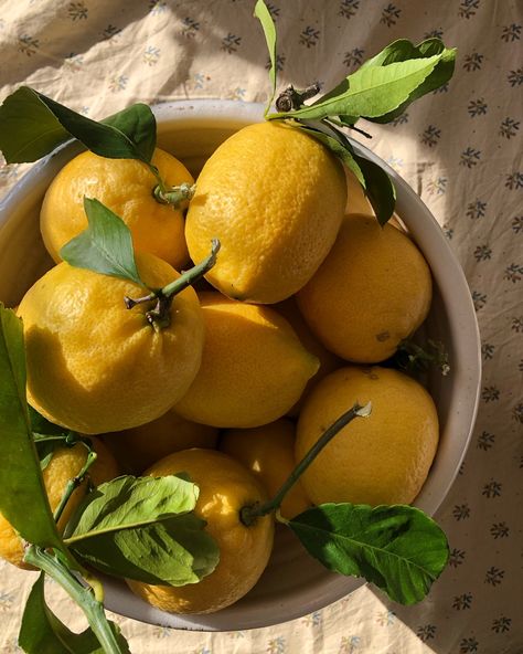 Lemons In The Sun 🍋🍋🍋 Citrus Aesthetic, Lemons Aesthetic, Lemons In A Bowl, Cottagecore Inspiration, Aesthetic Lemon, Lemon Aesthetic, Botanical Photography, Wizard Cat, Color Vibe