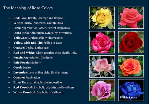 Flowers have a romantic language all their own, different flowers mean different things to different people. Roses are one of the most popular and beautiful flowers to give and receive, and even the colors signify different things, some of these I knew, some were a surprise, either way, it’s a fun way to learn about the colors of roses and what they mean. Blue Rose Meaning, Aura Colors Meaning, Rose Color Meanings, Rose Meaning, Rose Colors, Red And White Flowers, Flower Meanings, Color Meanings, Aura Colors