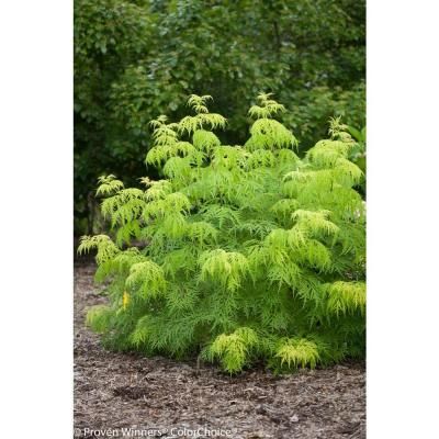 Lemony Lace Elderberry, Deer Resistant Plants, Full Sun Plants, Short Plants, Plant Catalogs, Sloped Garden, Front Landscaping, Low Maintenance Landscaping, Proven Winners