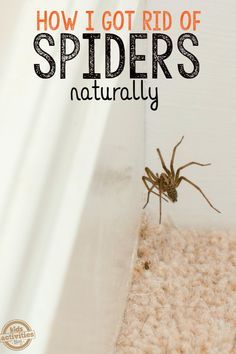 Spiders Repellent Diy, Natural Spider Repellant, Judy Dench, Spider Spray, Repellent Diy, Spider Killer, Spiders Repellent, Get Rid Of Spiders, Apartment Decoration