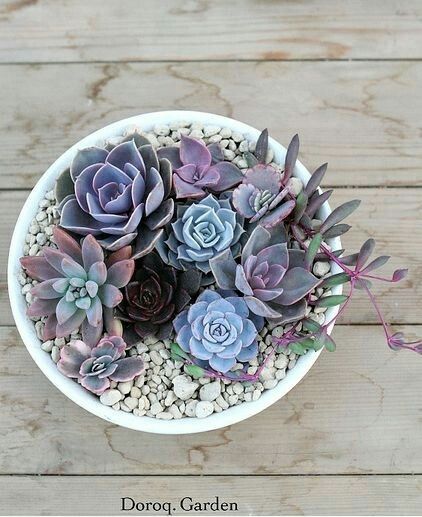 Tanaman Sukulen, Kaktus Dan Sukulen, Succulent Bowls, Succulent Display, Succulent Garden Design, Succulent Gardening, Have Inspiration, Succulents Indoor, Succulent Terrarium