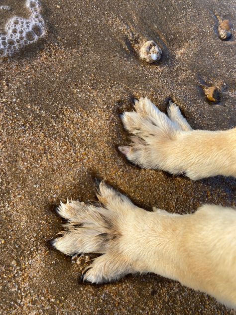 Beach Dog Aesthetic, Dog Beach Aesthetic, Dog And Dolphin, Dogs On Beach, Mood Animals, Dogs Digging Holes, Aesthetic Sand, Family Dog Photos, Puppy Photoshoot