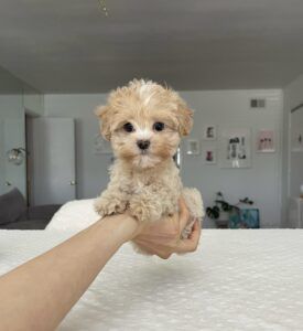 Teacup Maltipoo Puppies For Sale, Mini Maltese Puppy, Tea Cup Maltipoo, Maltipoo Puppy For Sale Near Me, Teacup Puppies For Sale Near Me, Maltipoo Puppies For Sale Near Me, Teacup Maltipoo Puppy, Maltipoo Aesthetic, Maltipoo Teacup