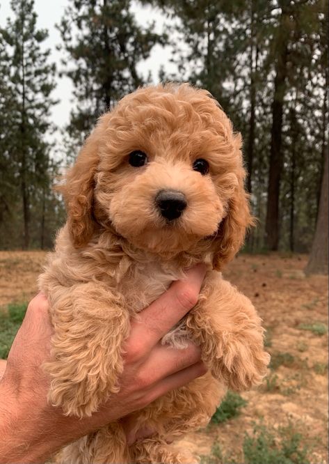 Cute Poodle Puppies, Brown Mini Poodle Puppy, Cute Small Brown Dogs, Mini Puddle Dog Brown, Dog Toy Poodle, Apricot Poodle Puppy, Golden Toy Poodle, Mini Poodles Full Grown, Golden Poodle Puppy