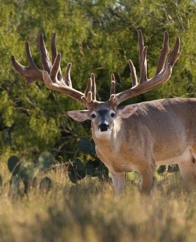 . Big Whitetail Bucks, Whitetail Deer Pictures, Deer With Antlers, Mule Deer Buck, Whitetail Deer Hunting, Big Deer, Photo Animaliere, Deer Photos, Deer Pictures