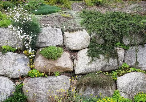 Cheap Retaining Wall Ideas, Inexpensive Retaining Wall Ideas, Cheap Retaining Wall, Rock Wall Landscape, Wooden Retaining Wall, Diy Stone Wall, Small Retaining Wall, Rock Wall Gardens, Wood Retaining Wall