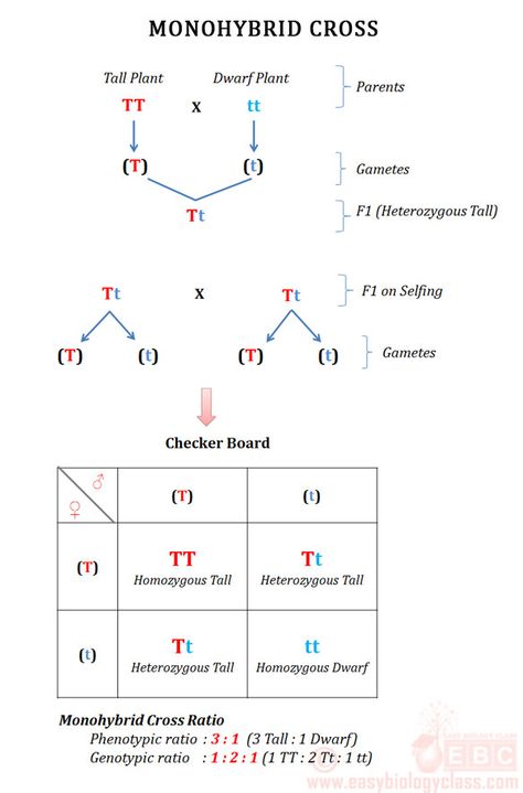 Monohybrid Punnet Square Monohybrid Cross Worksheet, Monohybrid Cross Notes, Mendelian Genetics Notes, Monohybrid Cross, Mendelian Genetics, Mendelian Inheritance, Science Chart, Punnett Squares, Biology Projects