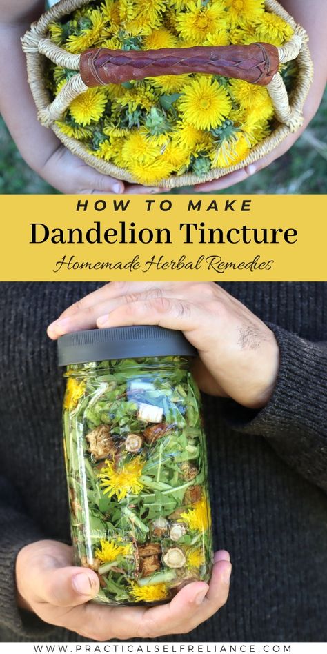 Dandelion Oil, Herbal Medicine Recipes, Herbal Remedies Recipes, Magia Das Ervas, Skincare Secrets, A Dandelion, Herbal Tinctures, Herbal Recipes, Natural Healing Remedies