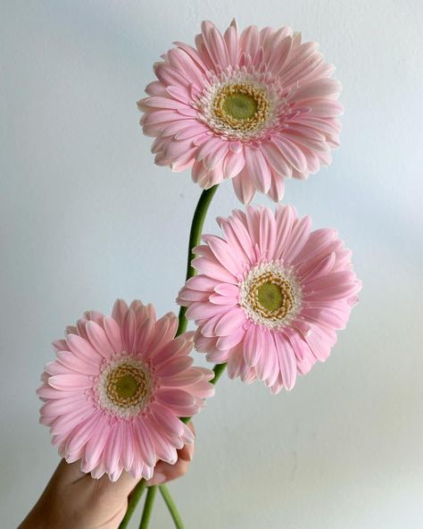 Light Pink “Babble” Mini Gerbera Daisies (Germini) Light Pink Gerbera Daisy, Gerber Daisy Aesthetic, Pink Daisy Aesthetic, Gerbera Daisy Aesthetic, Daisy Flower Arrangements, Focal Flowers, Pink Gerber Daisy, Pink Gerbera Daisy, Pink Daisy Flower