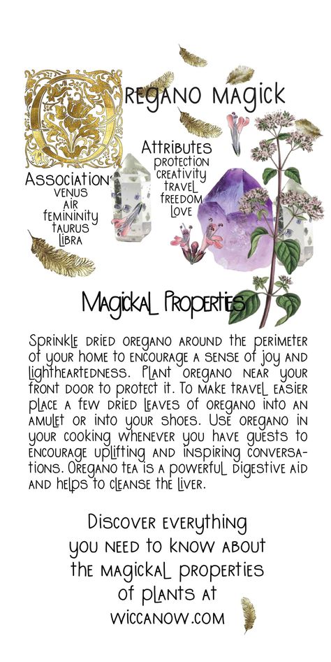 Oregano was loved as a medicinal herb by the Ancient Greeks and Romans. It was used to treat a wide variety of ailment, from snake bites to nausea. The magickal properties of oregano include happiness, protection, love and communication among many others. #oregano #oreganobenefits #greenwitch Magical Properties Of Oregano, Oregano Spiritual Uses, Crystals For Nausea, Oregano Magical Properties, Oregano Witchcraft, Protection Herbs Magick, Communication Herbs, Witchcraft Herbs, Magickal Herbs